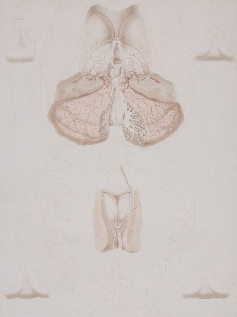 a drawing of a diagram of the human body