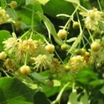 Μπόμπορα Δέσποινα διαιτολόγος